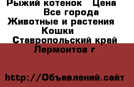 Рыжий котенок › Цена ­ 1 - Все города Животные и растения » Кошки   . Ставропольский край,Лермонтов г.